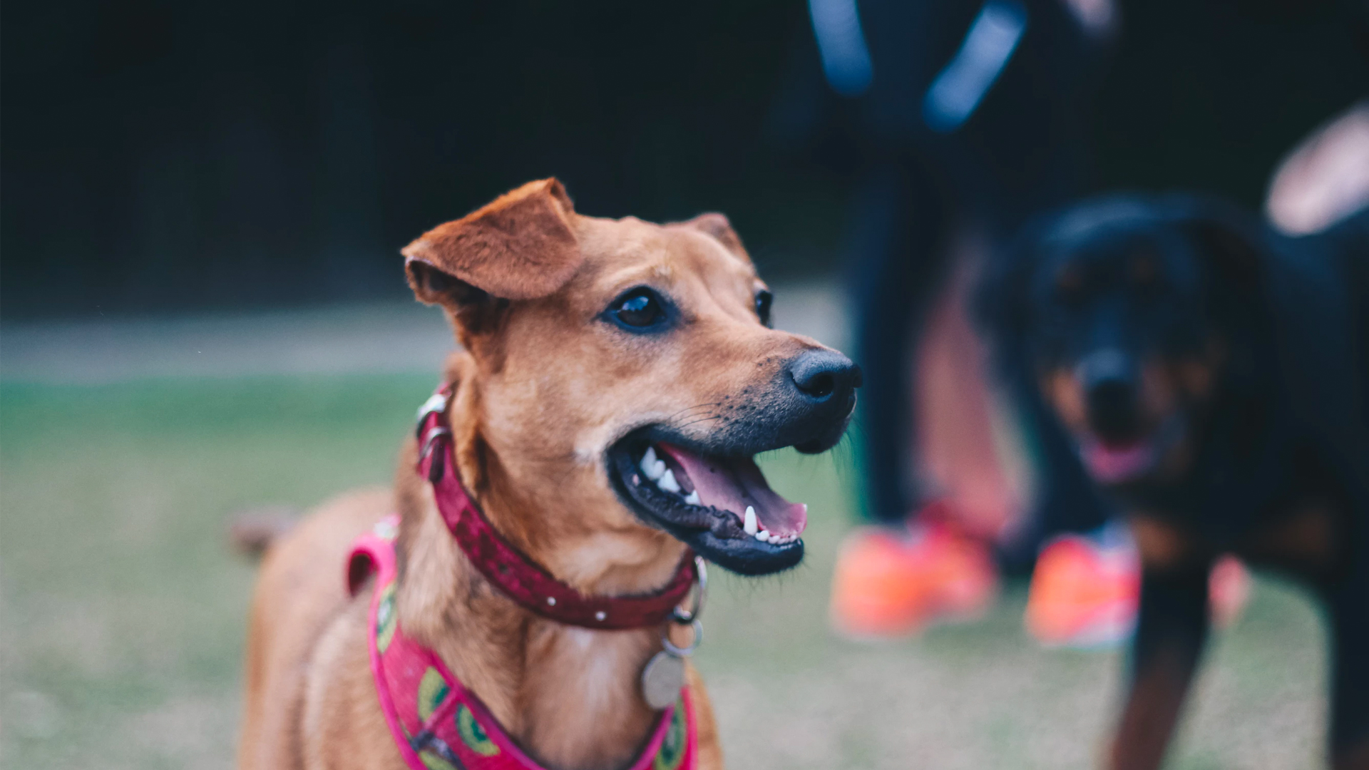 Does Homeowners Insurance Cover Dog Bites? | Lemonade Blog