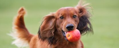 is an apple core bad for dogs