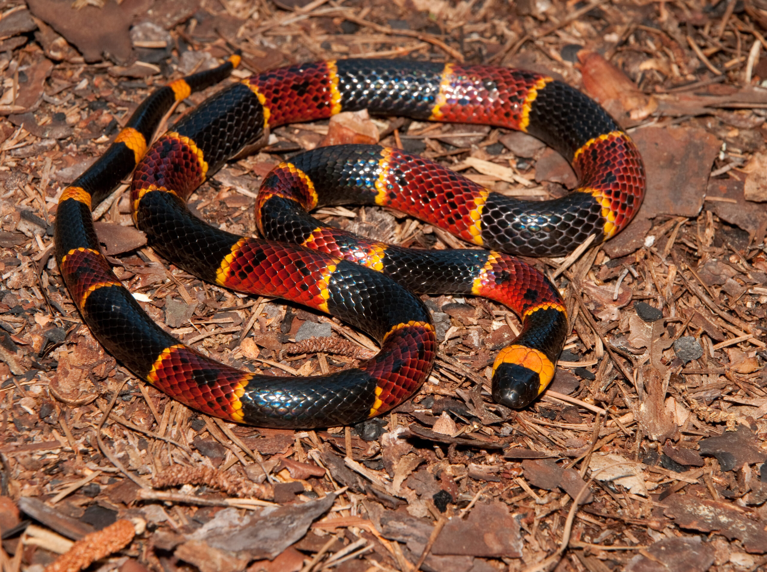 can a dog survive a coral snake bite