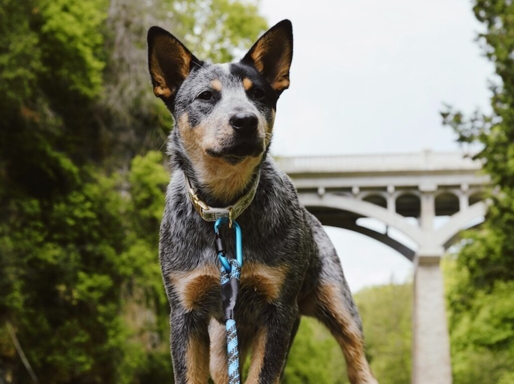 Blue Heeler Dog Breed Information, Pictures, Characteristics & Facts