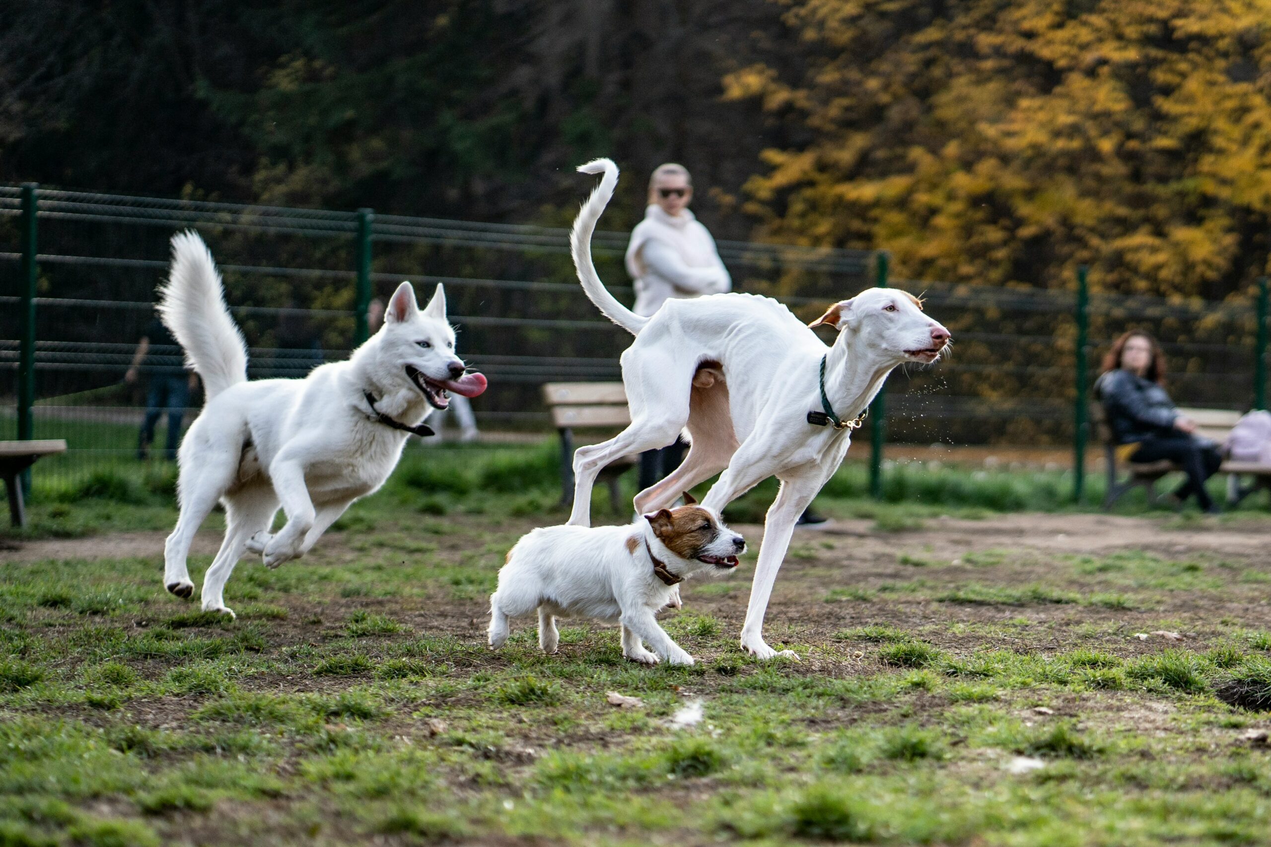 Bordetella Vaccine Cost