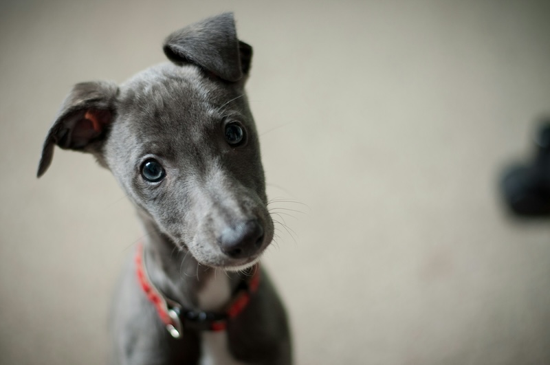 This curious pup wants to know how the DAPP vaccine works. 