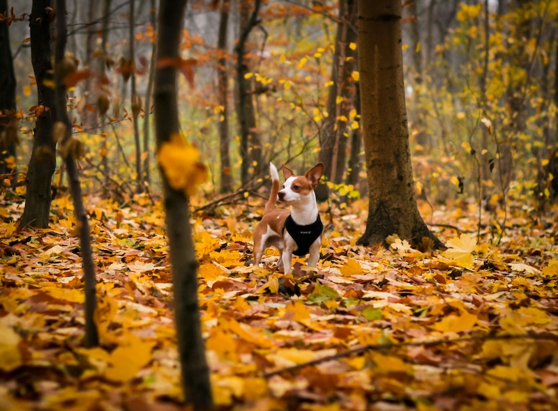 This pooch is on the lookout for ticks.