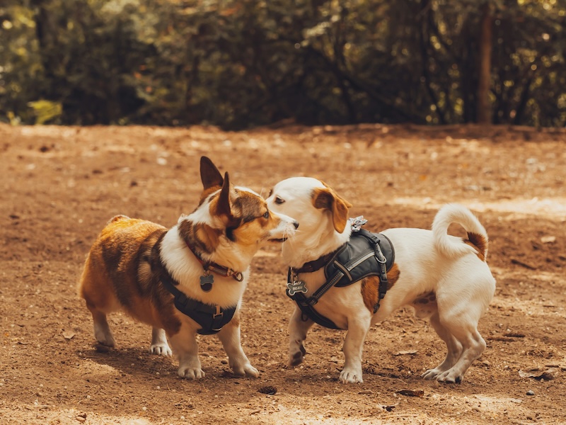 Just two B.F.F.'s (best fur friends) having fun at the dog park. 