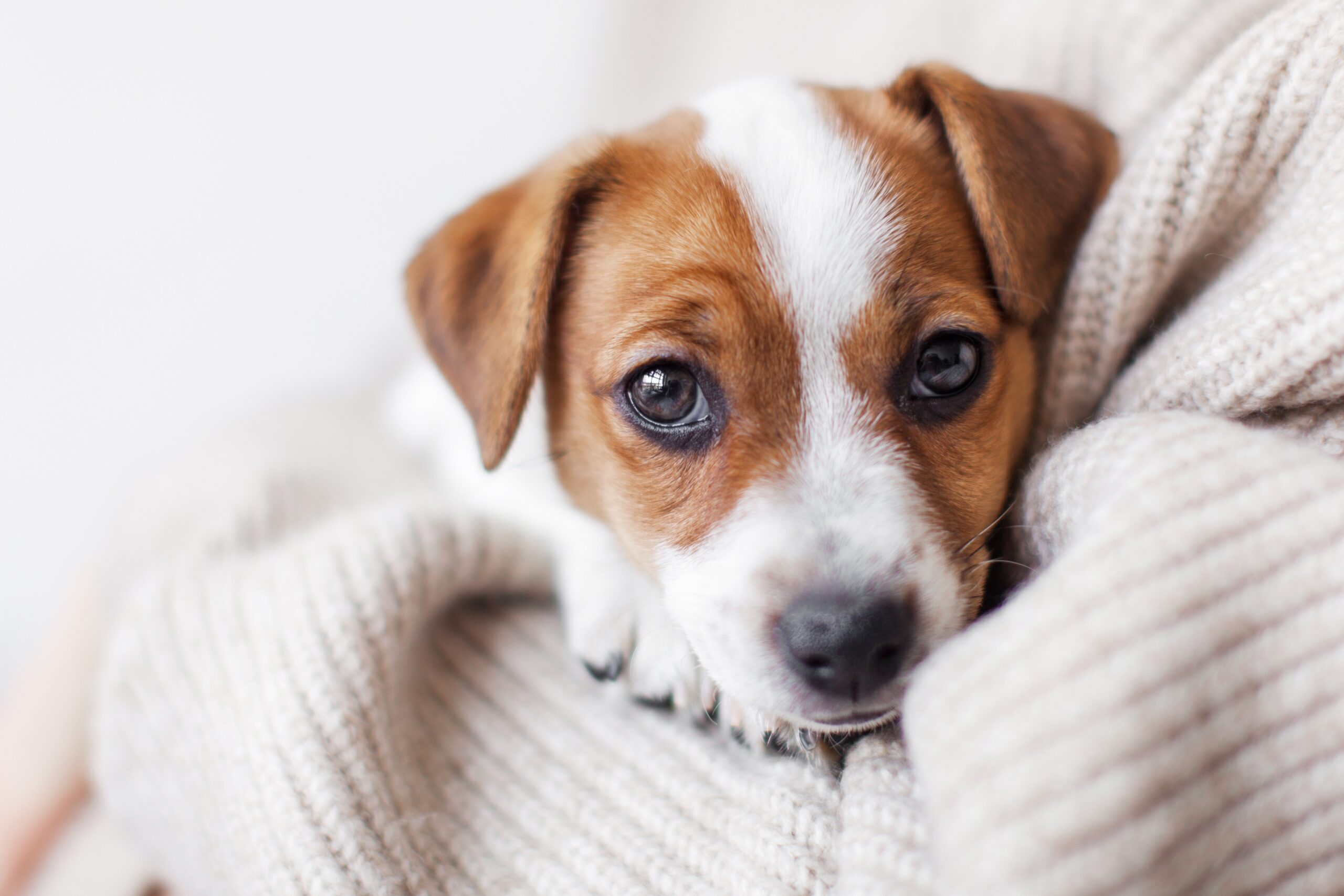 Why Is My Puppy Eating Poop?