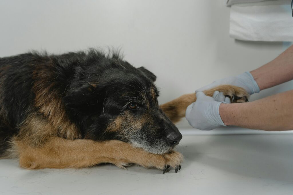 Diagnosing pancreatitis in dogs