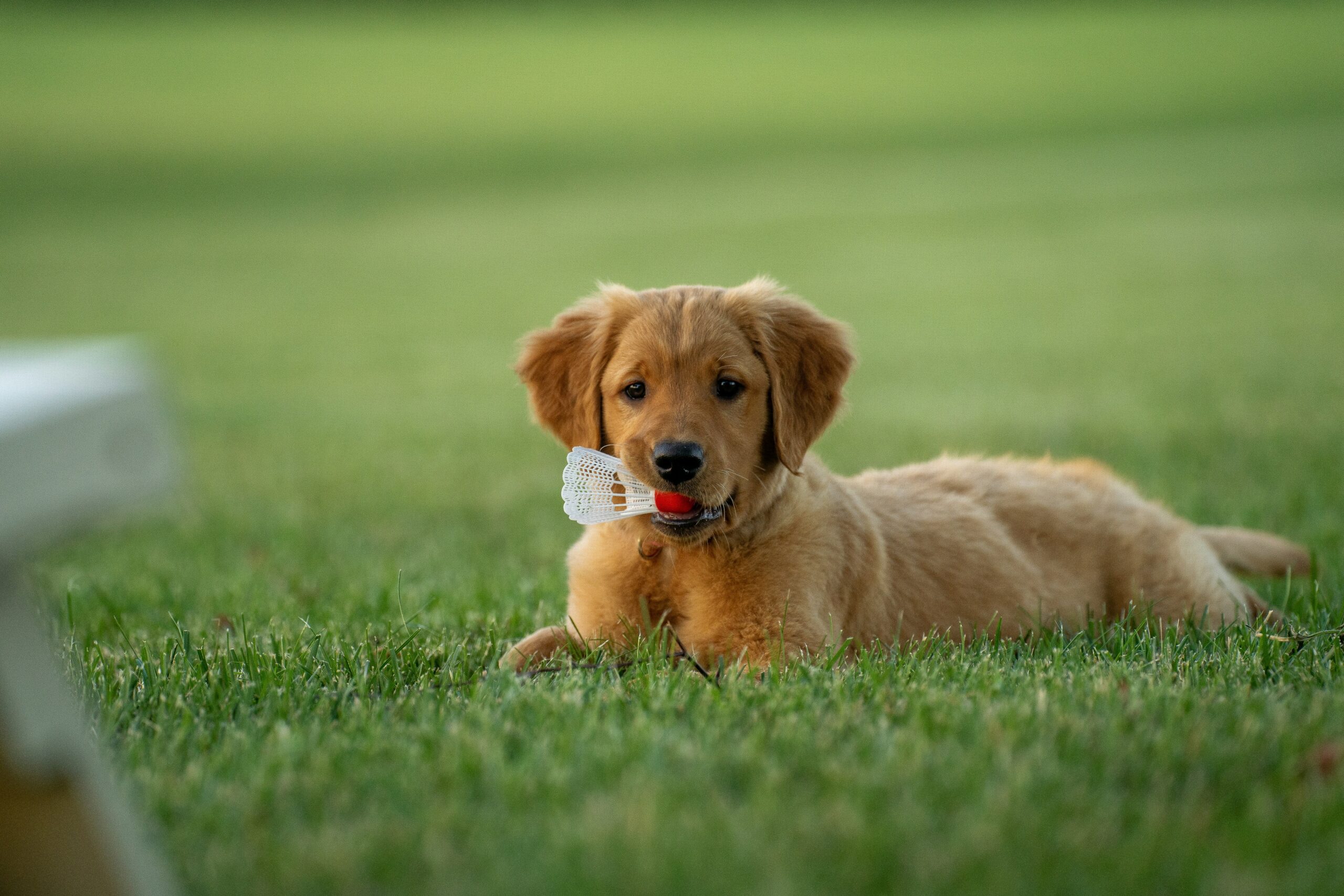 How to Take Care of a Puppy